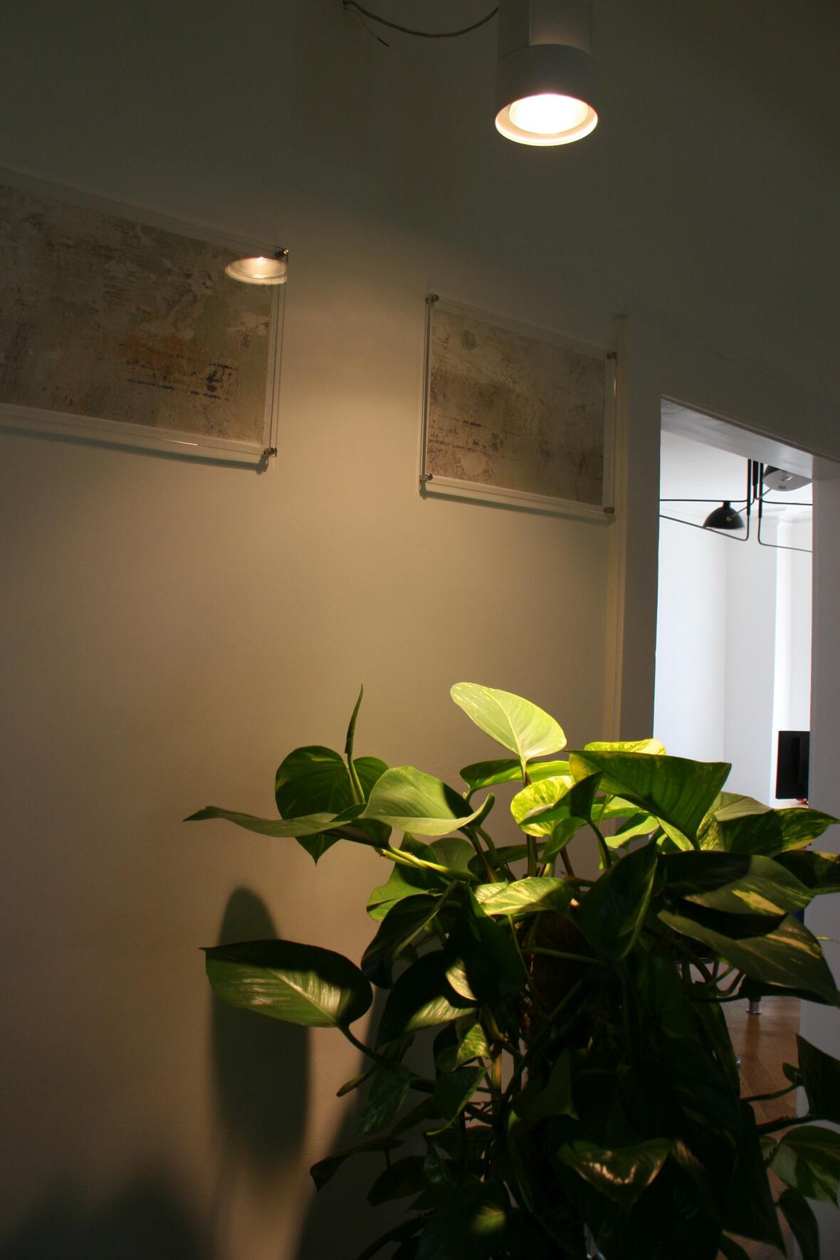 data-factory-gmbh-neuburg-fuer-eine-entspannte-arbeitsatmosphaere-sorgen-die-beleuchteten-zimmerpflanzen